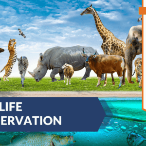 Wildlife Conservation Diploma
